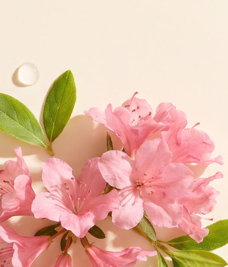 Alpine Rose Extract