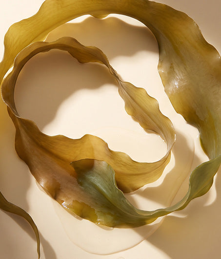 Sea Kelp